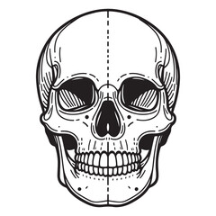 Detailed anatomical skull front view line drawing icon for artistic and gothic design projects striking visual element