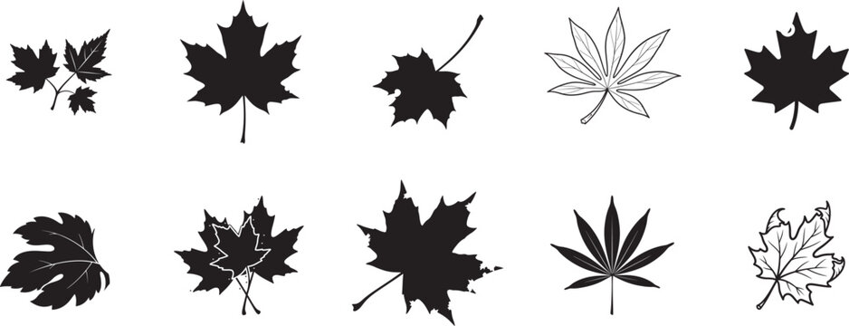 Maple leaf silhouette vector collection with autumn foliage shapes, outline and grunge variations for seasonal nature and canada branding