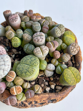 Close-up view of a group of various Lithops species clustered together in a small container.