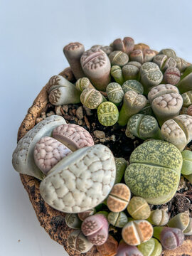 Close-up view of a group of various Lithops species clustered together in a small container.
