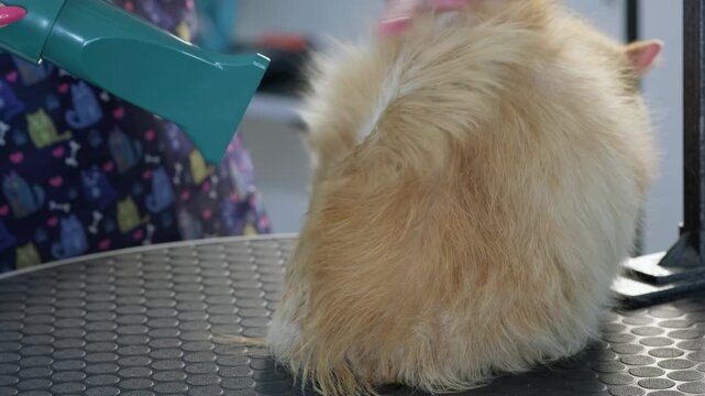 A ginger cat receives a drying treatment. A groomer uses a dryer, gently fluffing the cat&rsquo;s fur. The setting is a pet grooming salon. The afternoon light makes the fur shine
