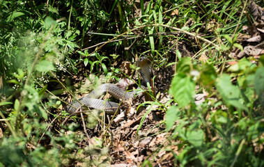 A black cobra in the forest