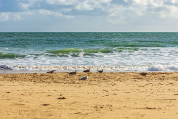 East Cliff Beach, Bournemouth, UK - October 24th 2025: Herring Gulls standing on the empty sandy beach with waves breaking on the shore.