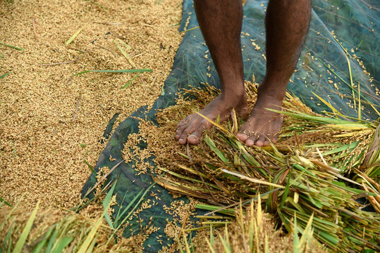Manually threshing rice grains using feet