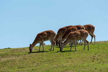 Group of fallow deer peacefully grazing on a grassy hillside under a clear blue sky. Tranquil summer wildlife scene with warm sunlight, natural textures, and vibrant outdoor colors