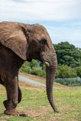 Obraz premium Side view of an African elephant standing on a grassy field in warm sunlight with trees and blue sky in the background. Wildlife conservation and safari nature photography concept