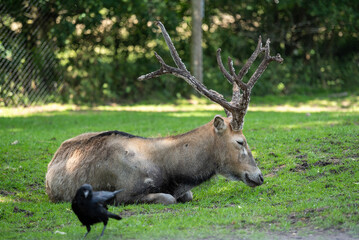 Wild deer with large antlers resting on green grass in a forest park, with a black crow walking in the foreground. Peaceful summer wildlife scene with natural textures and soft sunlighdeer, wild deer,