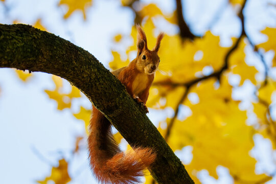 A red squirrel sits on a thick branch, looking toward the camera lens against a background of golden leaves on a sunny autumn day. - Powered by Adobe