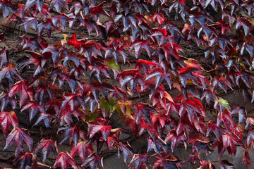 Red leaved Ivy on wall
