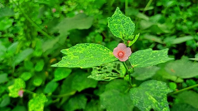 Beautiful pink flowers swaying in the wind.