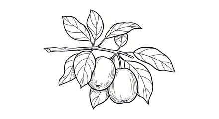 Fototapeta premium Image of a branch with black and white apples and leaves isolated on a white background