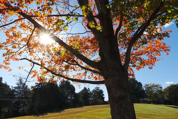 Mid-afternoon sun peeks through colorful foliage