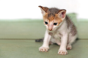 Little kitten searching something on floor	

