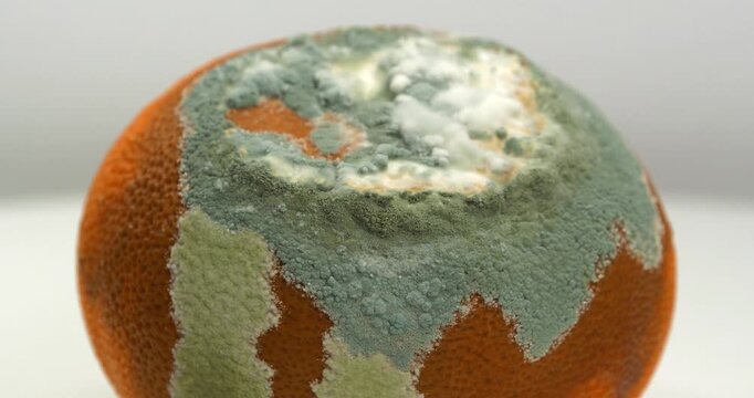 Rotten mandarin. Tangerine covered with mold. Rotten citrus fruit rotates on grey background