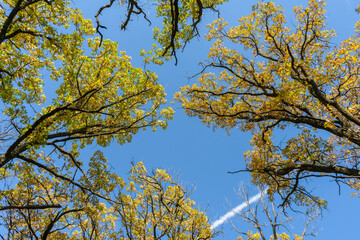 autumn leaves against blue sky