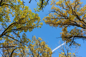 autumn tree in the park