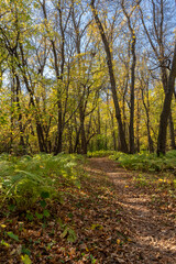Fototapeta premium path in autumn forest