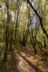 path in the forest