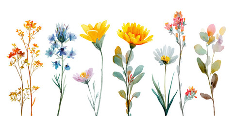 Collection of delicate wildflowers and blossoms in various colors and shapes on white background