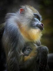 close up of a young baboon