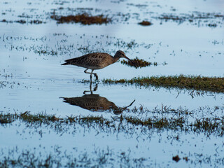 mirror effect with a wader on the sea