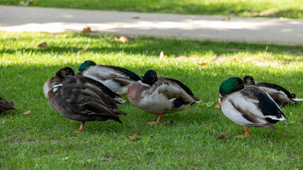 La sieste des canards