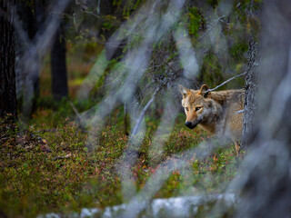 A wolf in Finland in September 2025