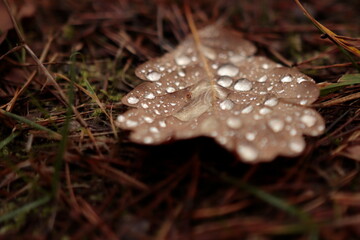 Jesienne liście w kroplach deszczu