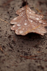 Krople wody na jesiennym liściu