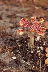 Muchomor z postrzępioną czapką © Grzegorz