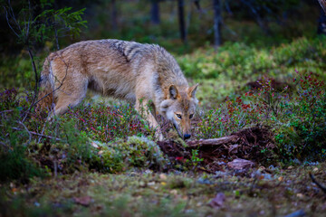 A wolf in Finland in September 2025