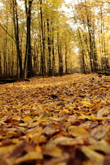 Leśny dukt usłany liśćmi