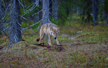 A wolf in Finland in September 2025