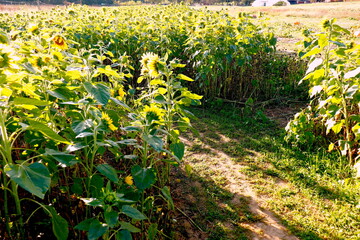 Field of sunflowers late season