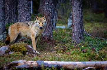 A wolf in Finland in September 2025