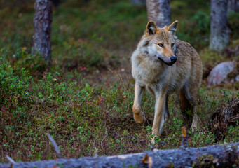 A wolf in Finland in September 2025
