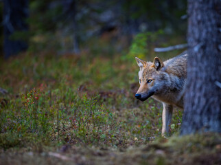 A wolf in Finland in September 2025