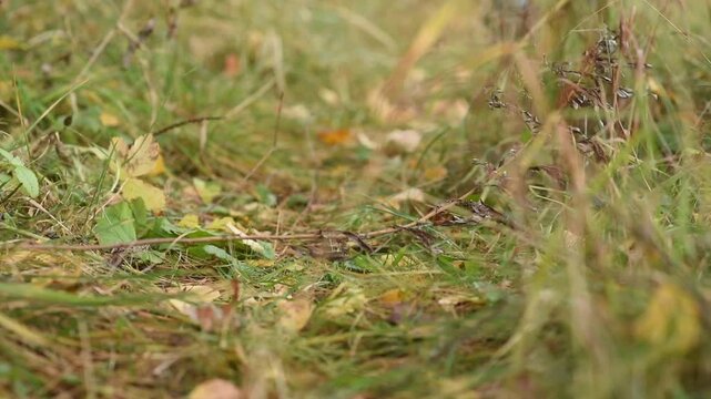 The legs of a teenager in black sneakers and jeans walk along the grass in the forest and disappear into the distance.