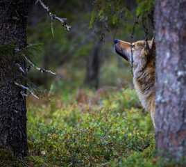 A wolf in Finland in September 2025