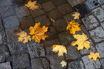Nahaufnahme von Herbstlaub auf dem Kopfsteinpflaster