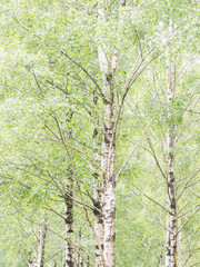Birch trees create a tranquil atmosphere in a lush forest in Sweden during the bright daylight hours