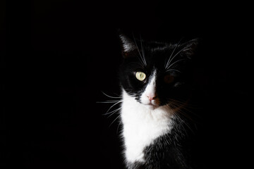 Schöne schwarz-weiße Tuxedo-Katze im Halbschatten