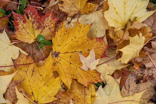 Nahaufnahme von herbstlich gef&auml;rbten, gefallenen Ahornbl&auml;ttern