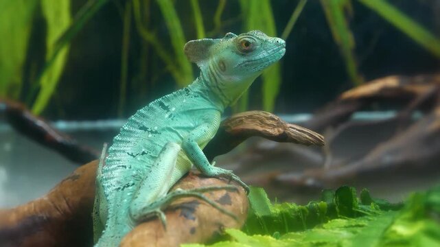 Green lizard. Basilisk, Basiliscus plumifrons or Jesus lizard, species of lizard in family Corytophanidae, endemic to Central America and South America, found near rivers and streams in rainforests