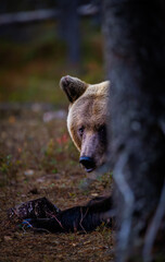 A bear in the Finnish forest in September