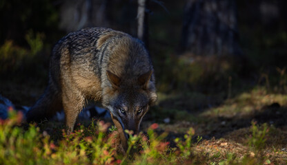 A wolf in Finland in September 2025