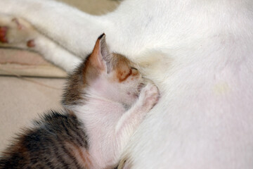 Newborn kittens drink their mother's milk	
