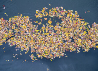 Gefallenes Herbstlaub treibt auf der Wasseroberfläche