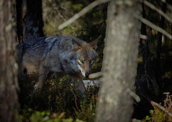 A wolf in Finland in September 2025