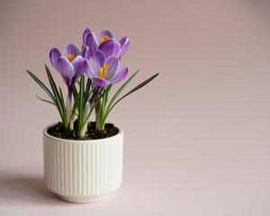 Elegant purple crocus flowers blooming in stylish white pot offer a touch of spring beauty for your designs and marketing